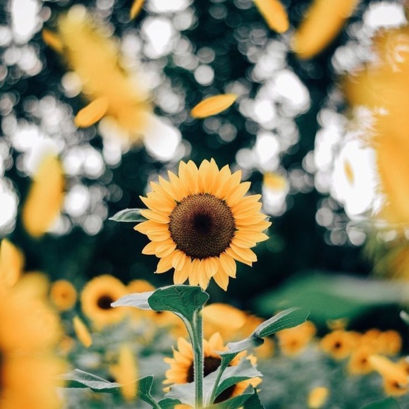 Meet your Posher, Sophia - Picture 1 of 1